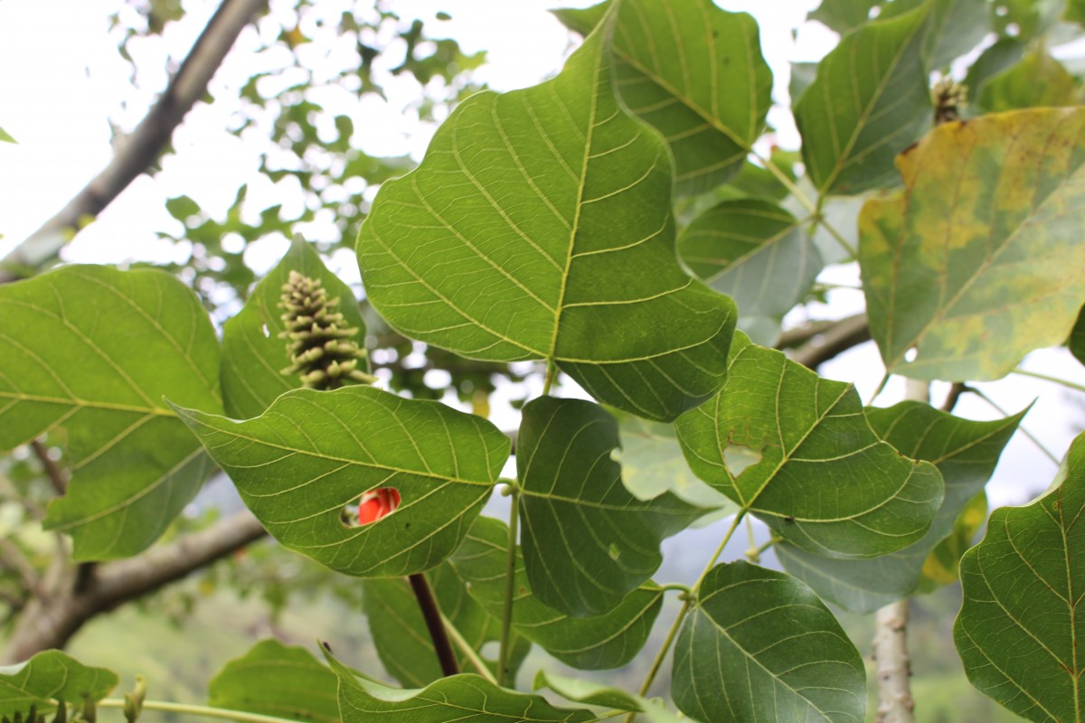 Erythrina subumbrans (Hassk.) Merr.